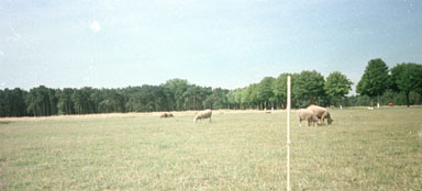 French WWI Bomb Field